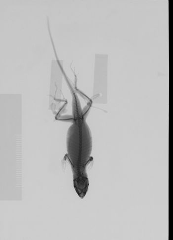 Media type: image; Herpetology R-146432